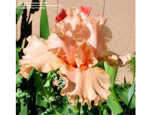 Buisson de Roses-6,14.jpg