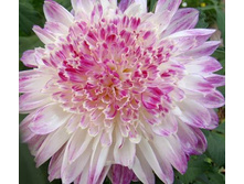 ������� ��� ���� (Que Sera) ���-�� � �������� 1 ��., ���� �� �������� 80 ���..JPG