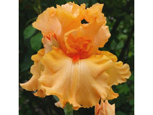 ���� Ma Pomme-9,65.jpg