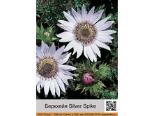 �������� Silver Spike ���� 1 �� 157�