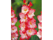 ��������� ���� ���� (Pink Lady) ���-�� � �������� 10 ��., ���� �� �������� 85 ���..jpg