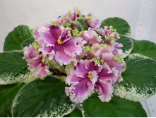 ��-�������(2011)