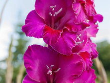 ��������� ����� (Cobra) ���-�� � �������� 10 ��., ���� �� �������� 80 ���..jpg