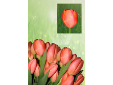 ������  39 ���.  ����� ������ 10 ��!!!