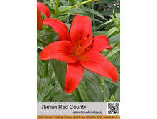 ����� Red County ��� 10 �� ���� 40�