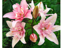 ����� ����� (Elodie) ���-�� � �������� 5 ��., ���� �� �������� 245 ���..jpg