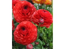 ���������� ������� (Red) ���-�� � �������� 10 ��., ���� �� �������� 85 ���..jpg