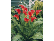 ����� ��� ���� ���. ����.jpg