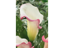 ����� ������� (Parfait) ���-�� � �������� 3 ��., ���� �� �������� 240 ���..jpg