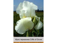 ���� ��������� Cliffs of Dover ���� 1 �� 121�.00�.