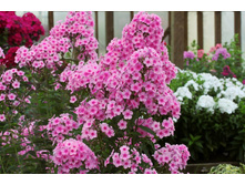 ����� ���� ������ ���. ����.jpg