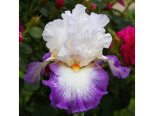 ���� Nouvelle Vague-9,21.jpg