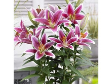 ����� ������� ���. ����.2.jpg