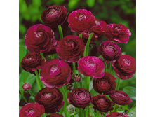 ���������� ��������� (Purple) ���-�� � �������� 10 ��., ���� �� �������� 85 ���..jpg