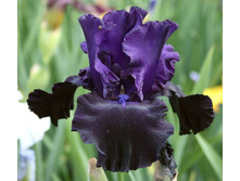 ���� ���� ���� (Black Night) ���-�� � �������� 1 ��., ���� �� �������� 109 ���..jpg