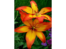 ����� ������ (Cancun) ���-�� � �������� 5 ��., ���� �� �������� 175 ���..jpg