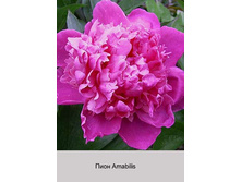 ���� Amabilis ���� �� 1 �� 226�.00�.