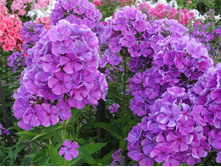 ����� ������� ���. ����.jpg