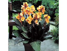 ����� ���� ������ ( Louis Cottin ) ���-�� � �������� 1 ��., ���� �� �������� 79 ���..jpg