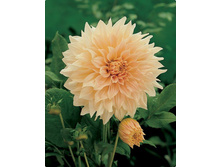 �������� ���� � ������� (Caf� au Lait) ���-�� � �������� 1 ��., ���� �� �������� 80 ���..jpg