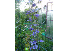 ��������� (1).JPG