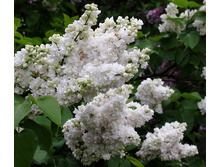 ���������� ������(�����.)