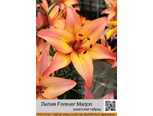 ����� Forever Marjon ��� 10 �� ���� 1 �� 47�