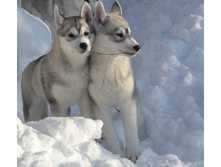 ���� � �������