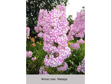 ����� mac. Natasja ���� �� 1 �� 115�.00�.