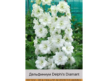 ���������� Delphi's Diamant ���� 1 �� 198�.00�.