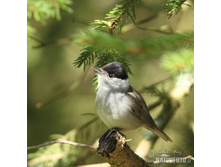 ������������ ������.jpg