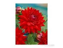 �������� ������� ����� (Babylon Paars) ���-�� � �������� 1 ��., ���� �� �������� 84,50 ���..jpg