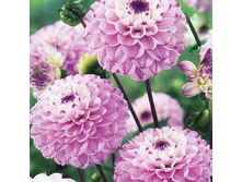 �������� ����� (Genova) ���-�� � �������� 1 ��., ���� �� �������� 74,50 ���..jpg