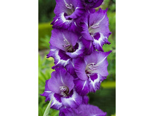 ��������� �������� (Macarena) ���-�� � �������� 10 ��., ���� �� �������� 80 ���..jpg