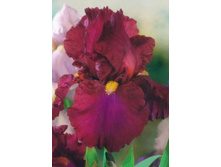 ���� ��� ������ (Red Zinger) ���-�� � �������� 1 ��., ���� �� �������� 109 ���..jpg