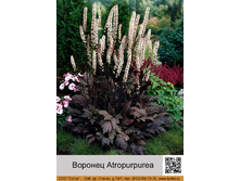 ������� Atropurpurea ���� 1 �� 198�