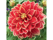 �������� ��������� (Caballero) ���-�� � �������� 1 ��., ���� �� �������� 85 ���..jpg