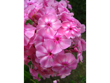 ����� ��������� (Rijnstroom) ���-�� � �������� 1 ��., ���� �� �������� 55 ���..jpg