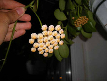 ���� Obscura (����) �