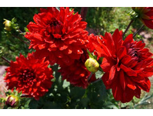 �������� ������ ������ (Garden Wonder) ���-�� � �������� 1 ��., ���� �� �������� 70 ���..jpg