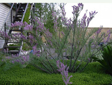 ���������� ������������