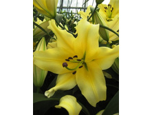 ����� ������ (Baruta) ���-�� � �������� 5 ��., ���� �� �������� 225 ���..jpg