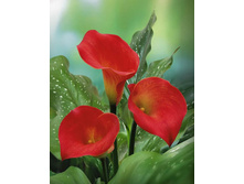 ����� ��� ���� (Red sox) ���-�� � �������� 3 ��., ���� �� �������� 204 ���..jpg