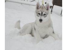 ����� ����.jpg