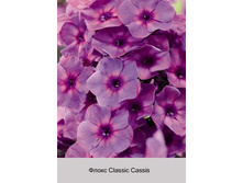 ����� Classic Cassis ���� �� 1 �� 78�.00�.
