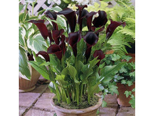 ����� ������������ ��. ����.png3.jpg