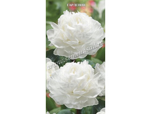 ���� ��������.jpg