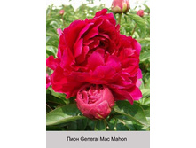 ���� General Mac Mahon ���� 1 �� 226�.00�.