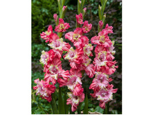 ��������� ������ ���� ������ (Broken Heart Frizzle) ���-�� � �������� 10 ��., ���� �� �������� 85 ���..jpg