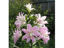 ����� ���� ���� ���. ����.jpg